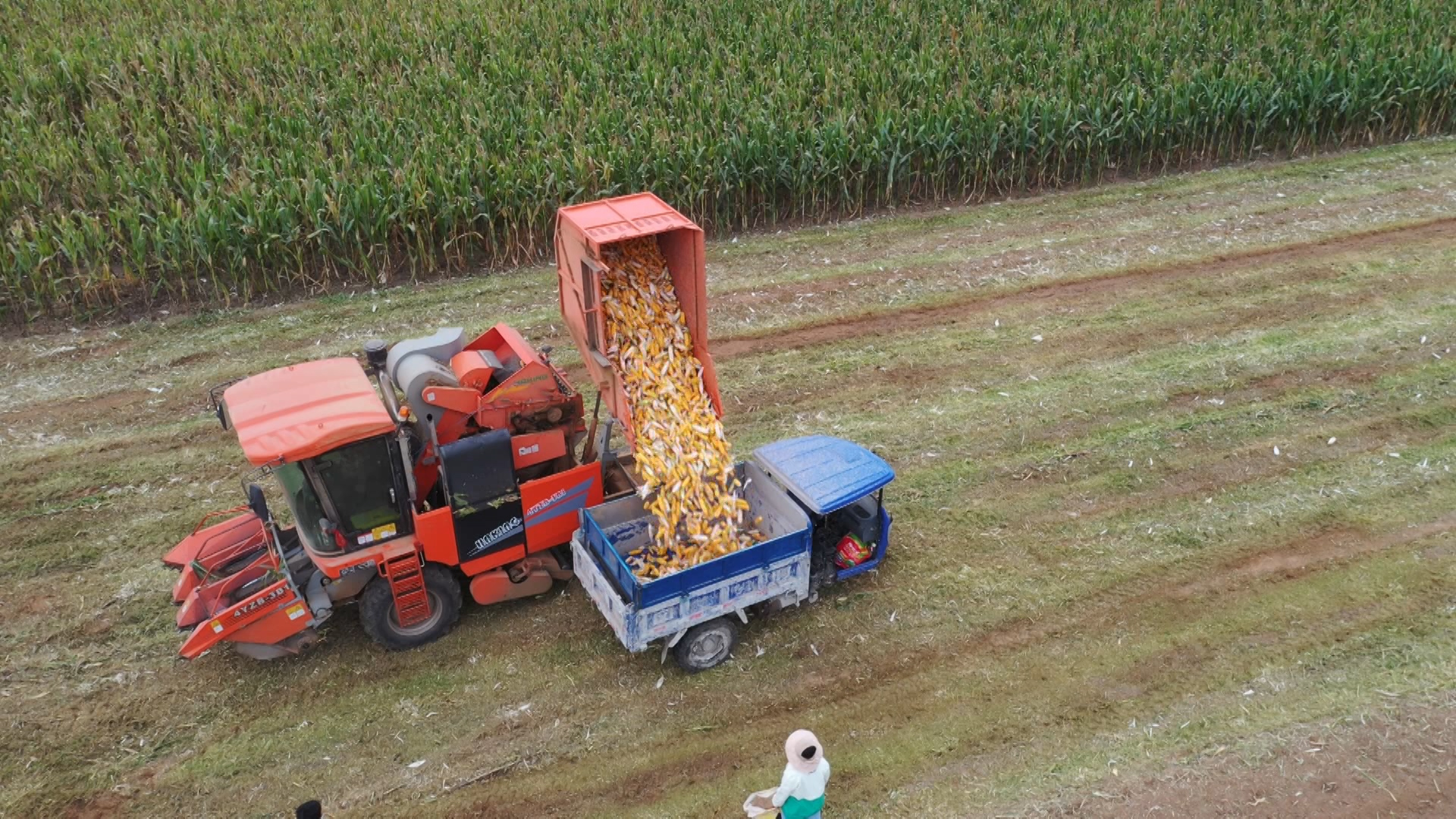 田间奏响丰收曲，枣庄山亭12万亩玉米陆续成熟收获