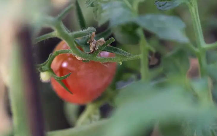 振兴路上“柿”不可挡 小番茄变身“金果果”