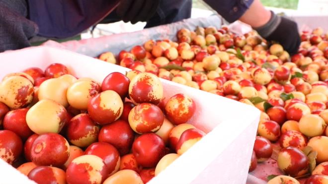 滨州沾化：数字赋能 助推冬枣品质提升、产业增效