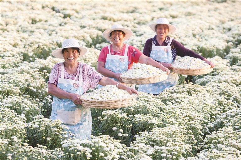 这就是淄博丨菊花产业为乡村振兴“锦上添花”