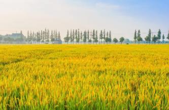 济宁市打造稻田退水治理模式