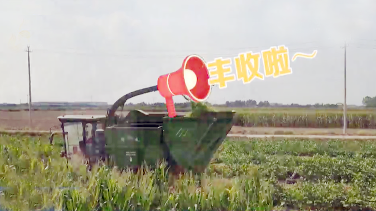 东营广饶：大豆玉米带状复合种植 一地“双收”种出丰收新“图景”