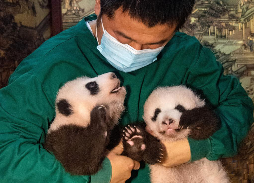 重庆动物园新生大熊猫双胞胎幼仔与游客见面