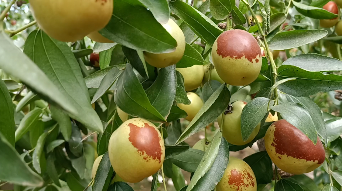 無棣縣：冬棗紅 游客來 棗農樂開懷
