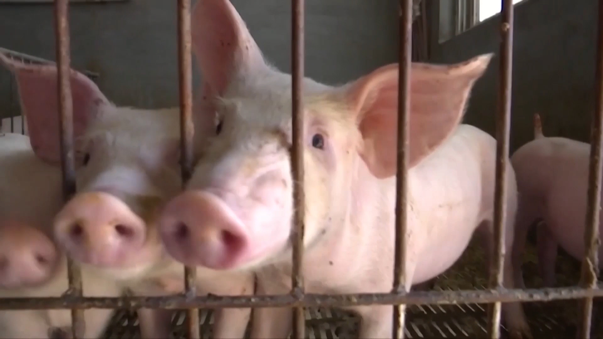 德州武城：生猪扭亏为盈  养殖场补栏积极性提高