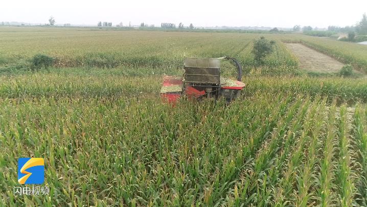 菏泽郓城：一季双收  大豆玉米带状复合种植助力秋粮增产