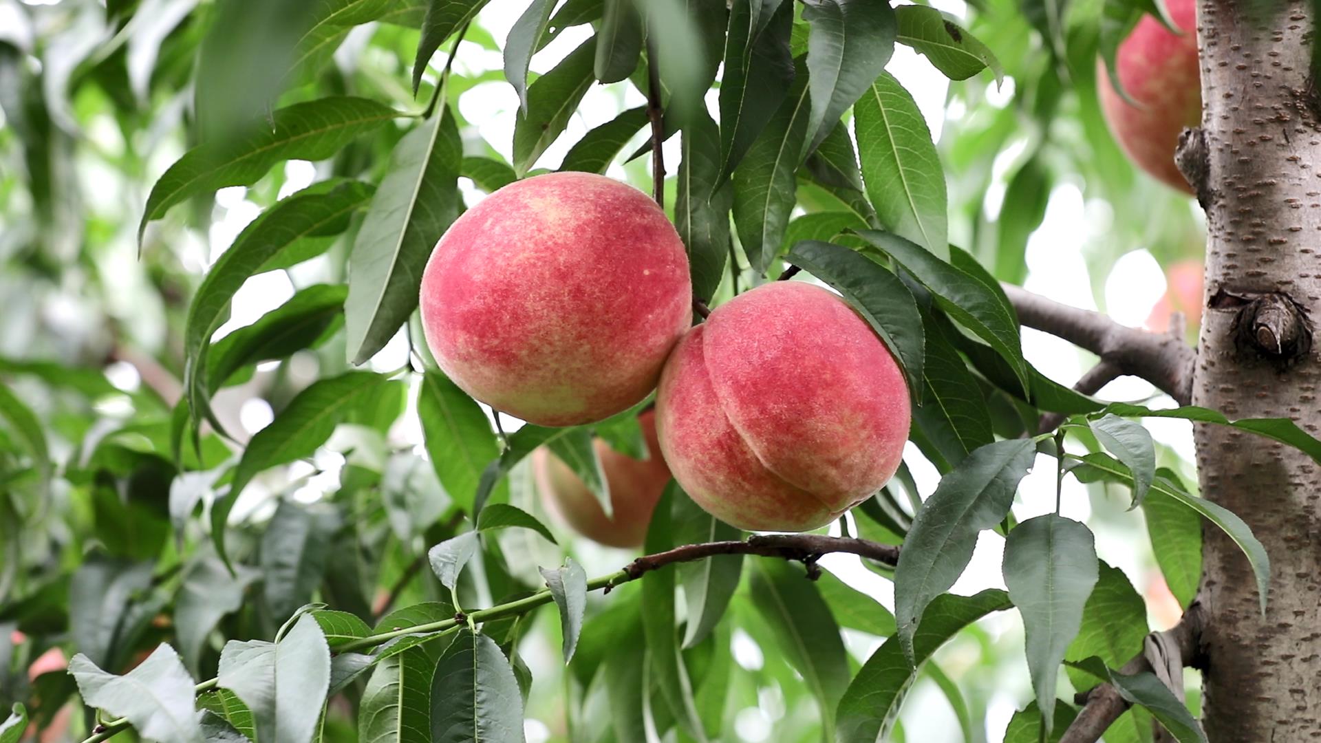 金秋丰收季蒙阴蜜桃