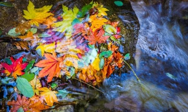 大自然的秋日调色盘，九如山限定秋色上线！