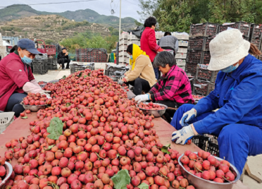临朐县：红果熟，腰包鼓，百姓生活更富足！