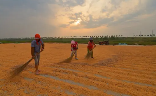 镶嵌“东营芯”的优质稻亩产达663.4公斤