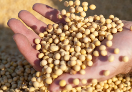 河口区耐盐碱大豆品种 列入国家粮油生产主导品种