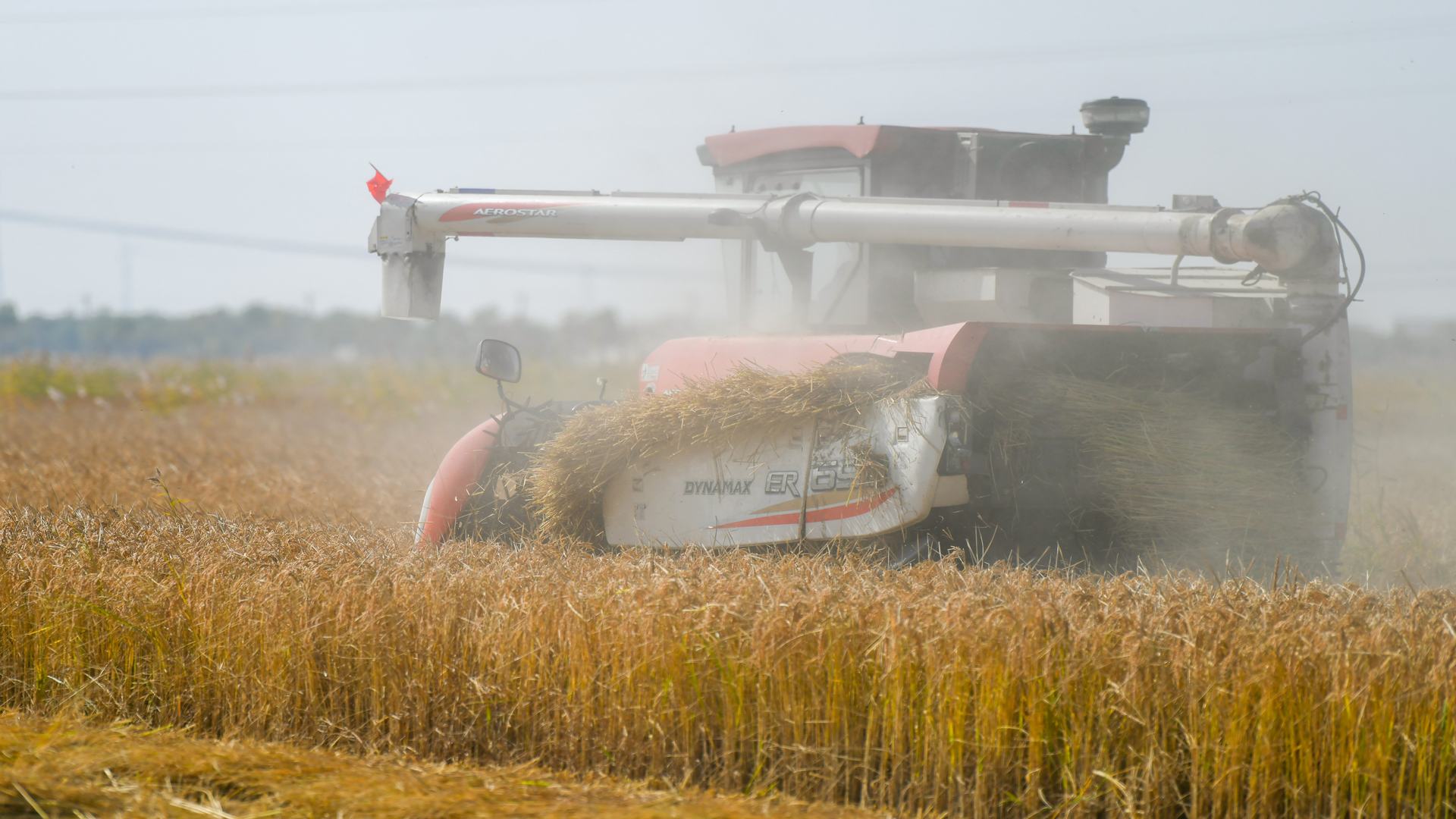 Shandong Qingyun "The new road" of salinealkali land