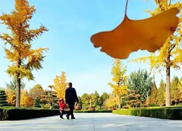 潍坊：“落叶缓扫”今年继续，88处观赏点送上“秋叶大赏”
