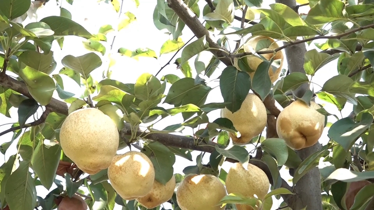 菏泽鲁西新区全国最大山农酥梨产业化基地晚熟梨品种填补优质晚熟梨