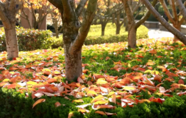 威海高新区：游园“落叶缓扫” 尽显深秋之美