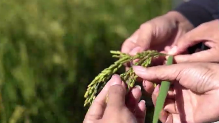 大豆、水稻、藜麦……盘点山东盐碱地上长出的高产作物