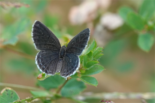 新增点玄灰蝶新记录种 泰山蝴蝶种类达72种