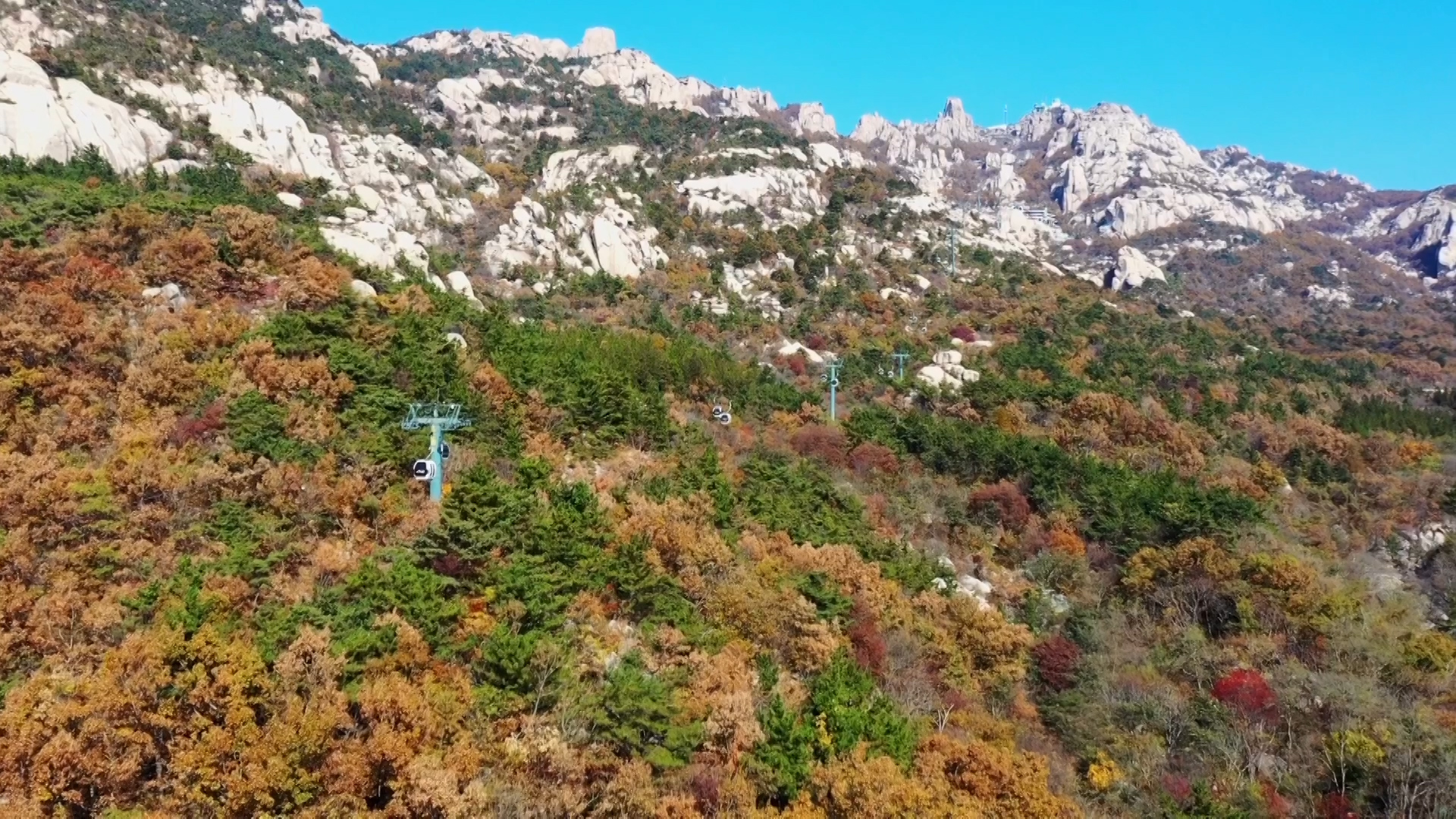 青岛崂山:红叶映山海 秋色斑斓入佳境 - 青岛新闻网