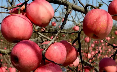 大王镇：特色种植科学管理 千亩苹果喜获丰收