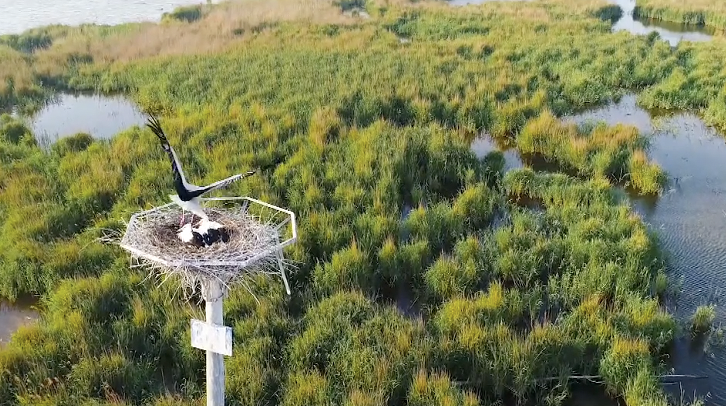 让鸟儿“自由飞翔” ！黄河三角洲生态监测中心构建智慧监测网络