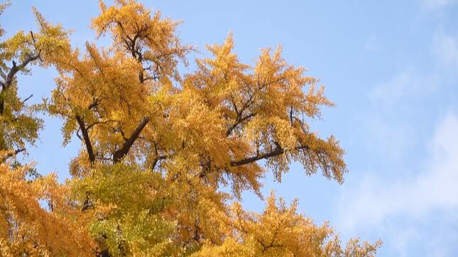 安丘：千年银杏树披金甲 迎来最美观赏期