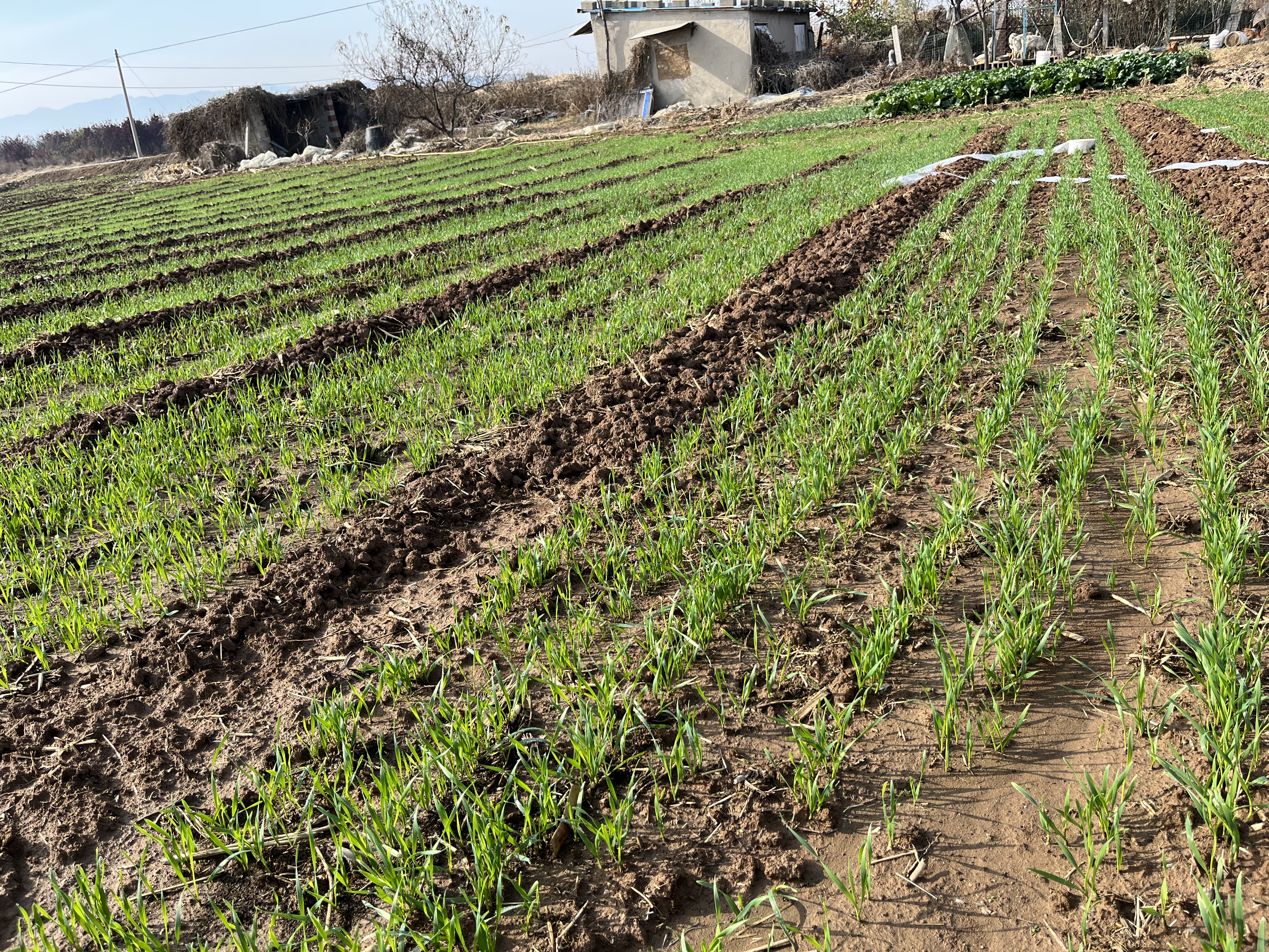 泰安市发布小麦冬前管理技术指导意见 确保小麦壮苗安全越冬