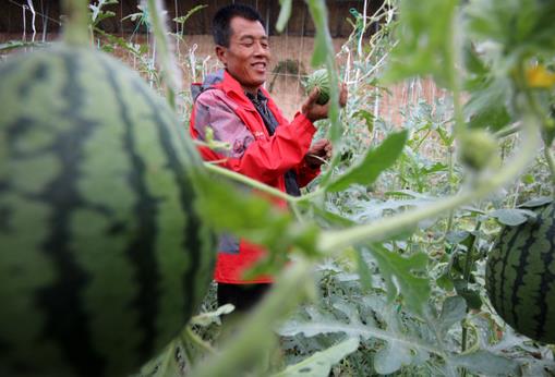 無棣：大棚西瓜助力產業振興