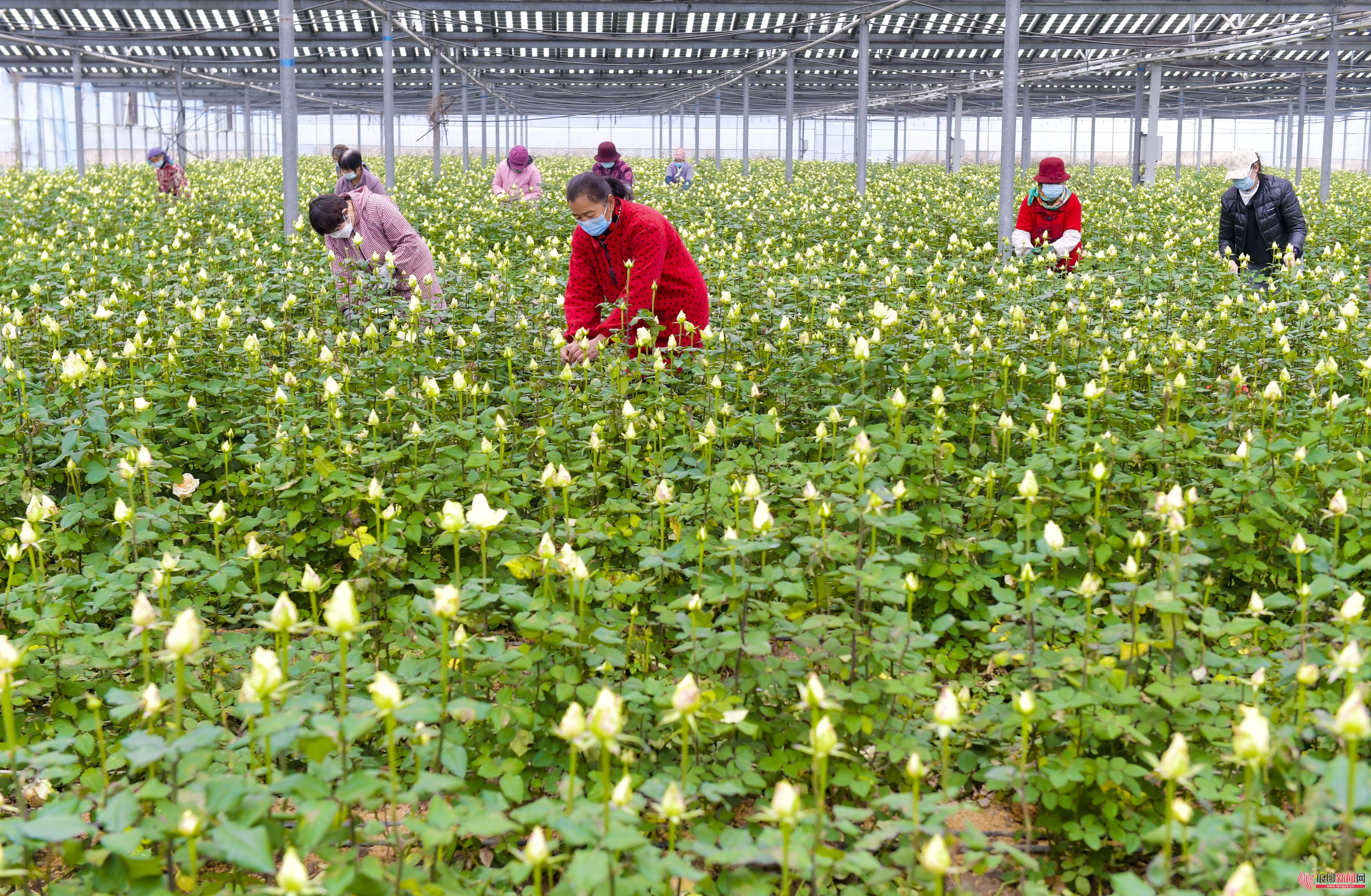 临沂：千亩玫瑰带动乡村振兴大发展