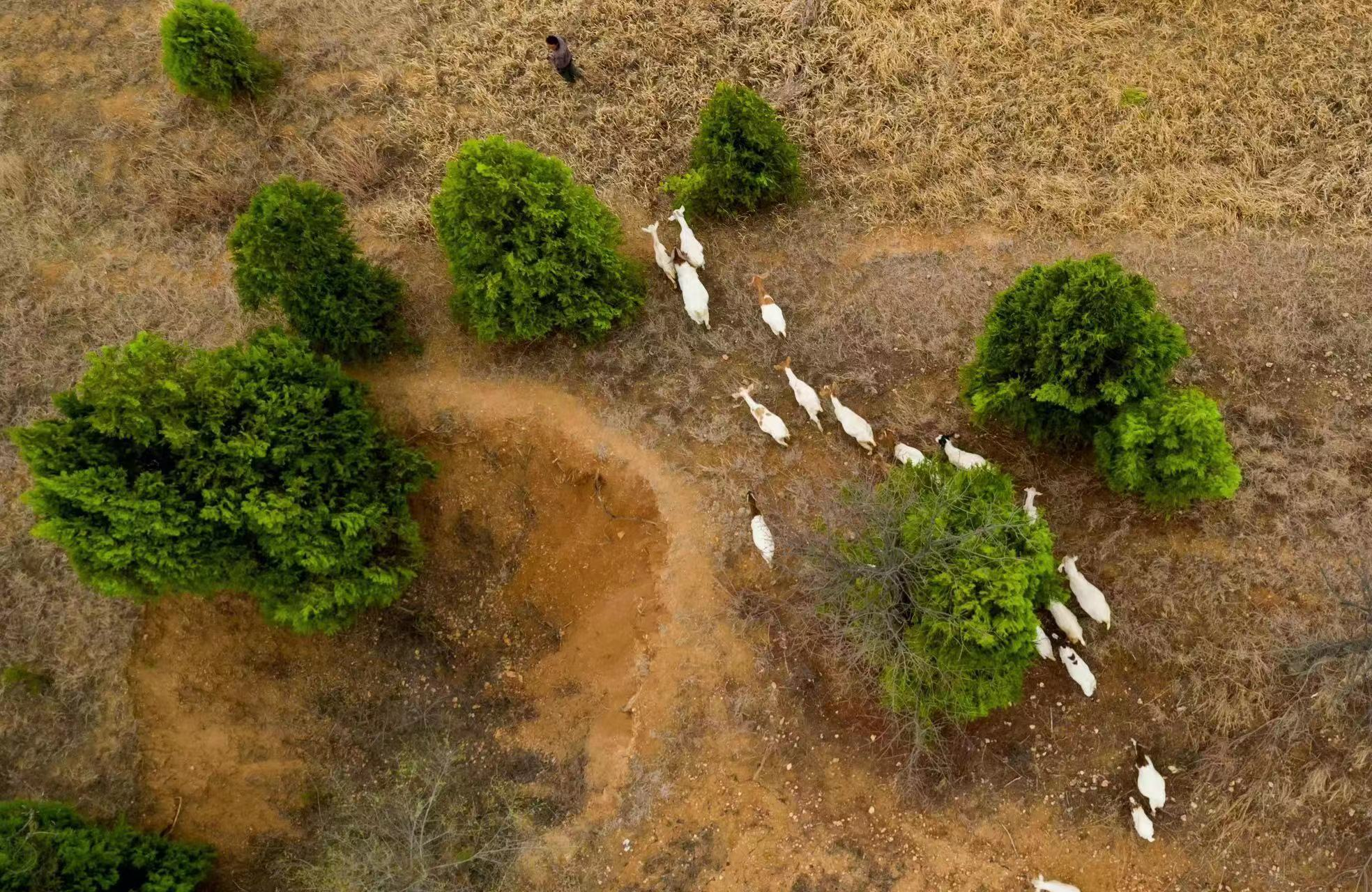 20只羊失踪 沂源公安用无人机寻回