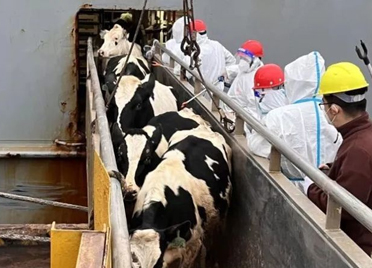 同比增长1.8倍！潍坊港今年接卸3.8万头活牛