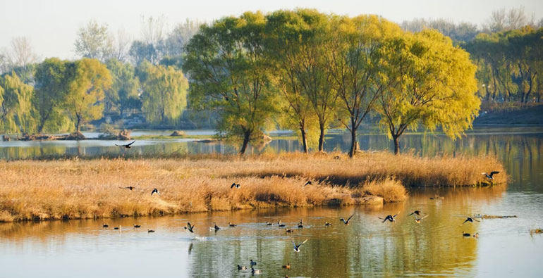 青州：守护湿地之美 共赴河湖之约
