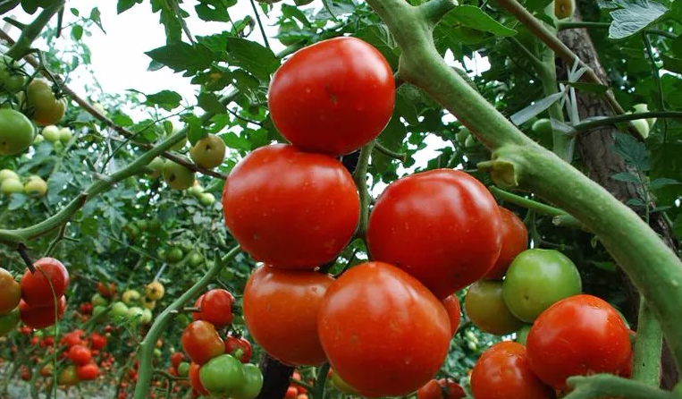 东营区：“老味道”西红柿注入科技“新”元素
