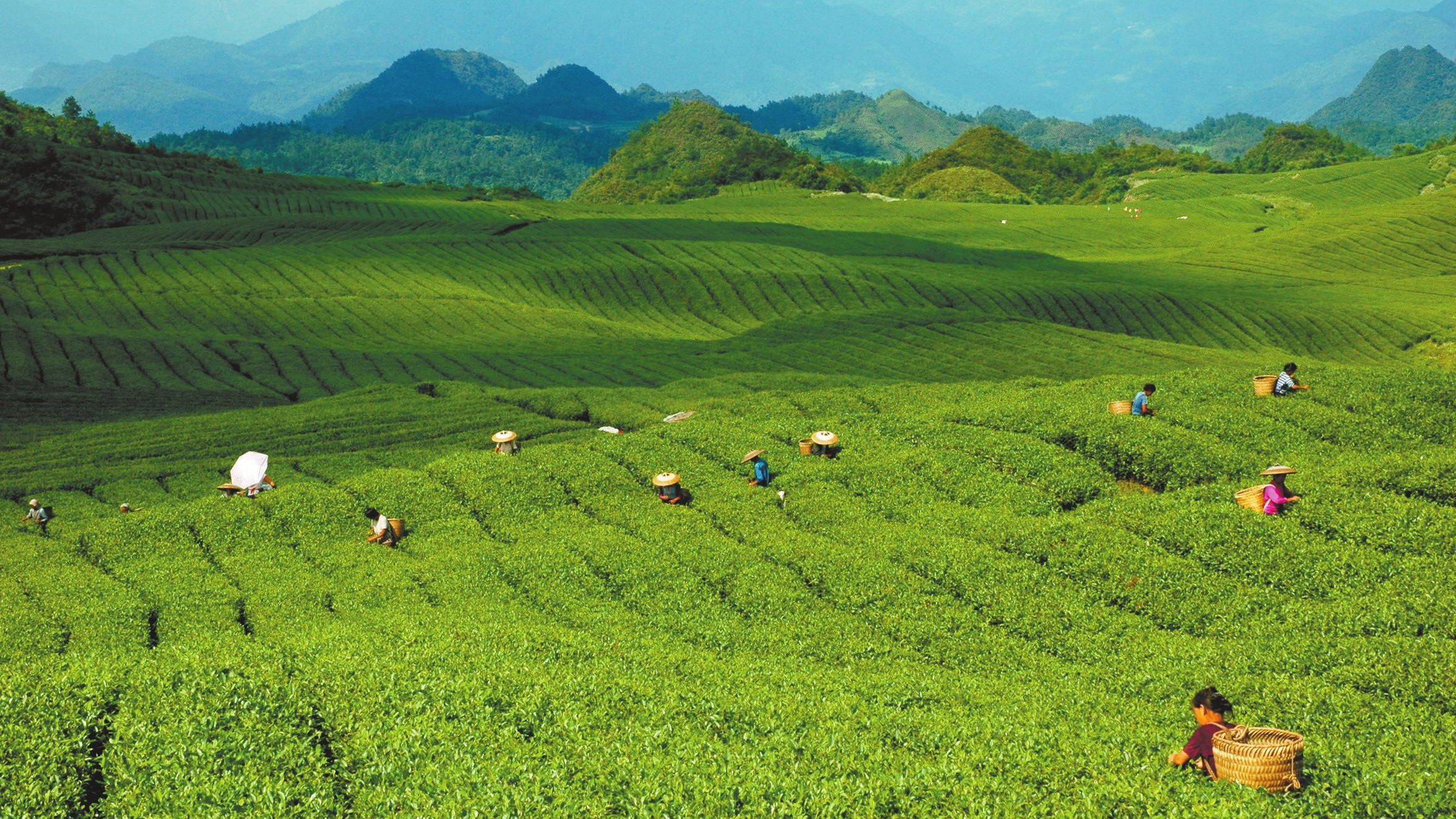 我国茶叶市场持续增长 茶业消费要走多渠道多场景之路