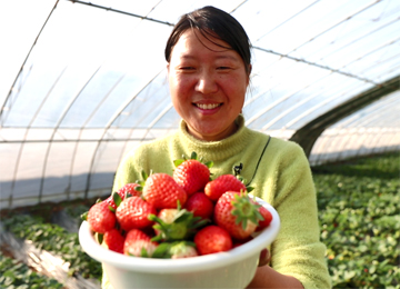 开启“莓”好时光！泰安夏张镇朱家庄村迎来草莓采摘丰收季