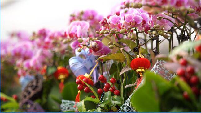 年味十足！青州花卉市场火热