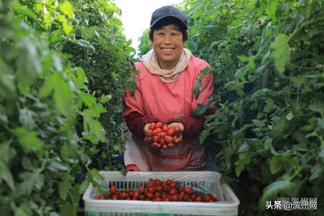 沾化区富国街道特色种植釜山88小番茄喜获丰收