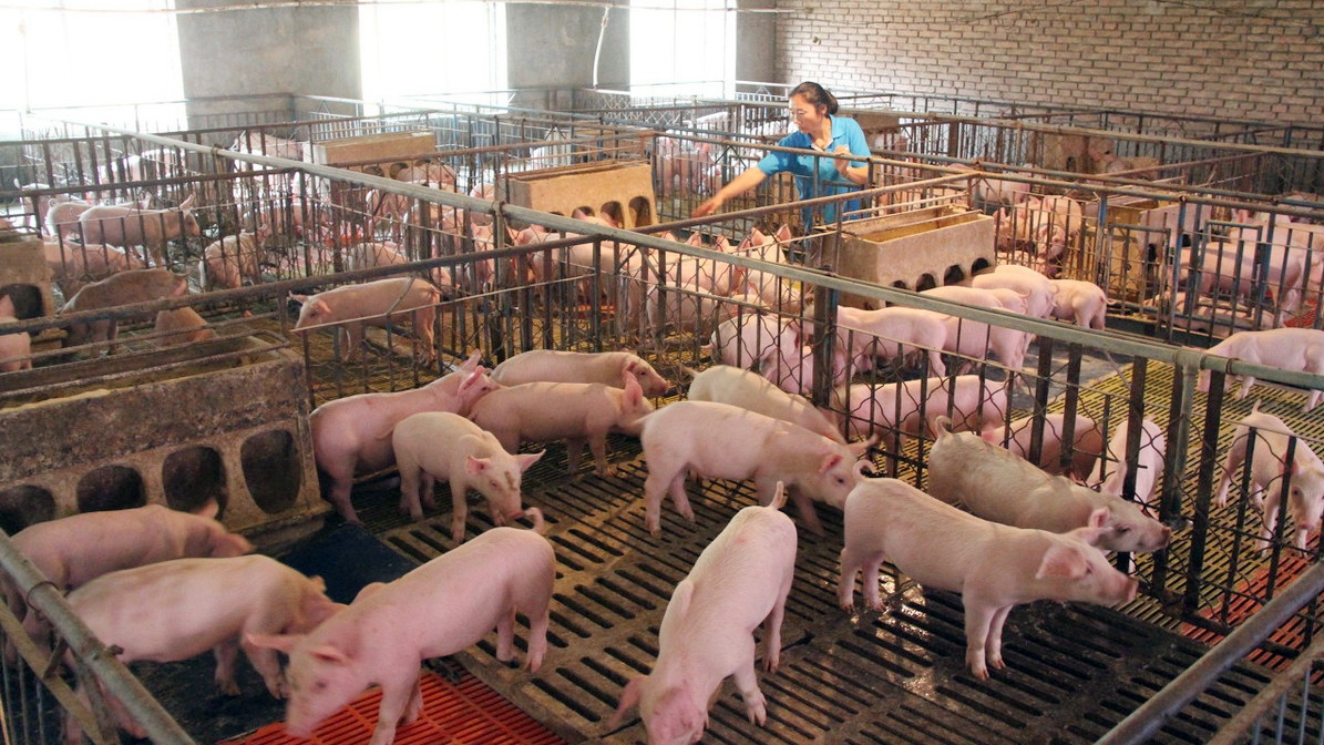 生猪期货上市两周年 “保险+期货”成支农支小重要抓手