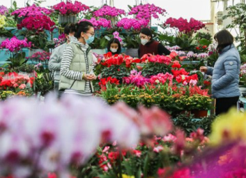 威海花卉市场人气旺