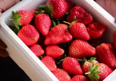 “米山草莓”叫得响 口感香甜销路旺