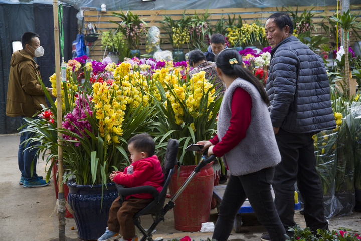 农历春节临近 花卉市场忙不停