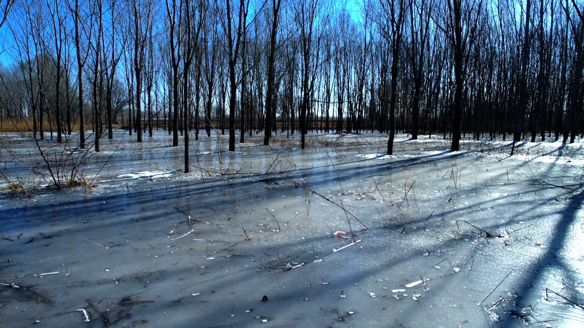 诗画山东｜济南密林湿地结成冰 光影之间勾勒水墨画