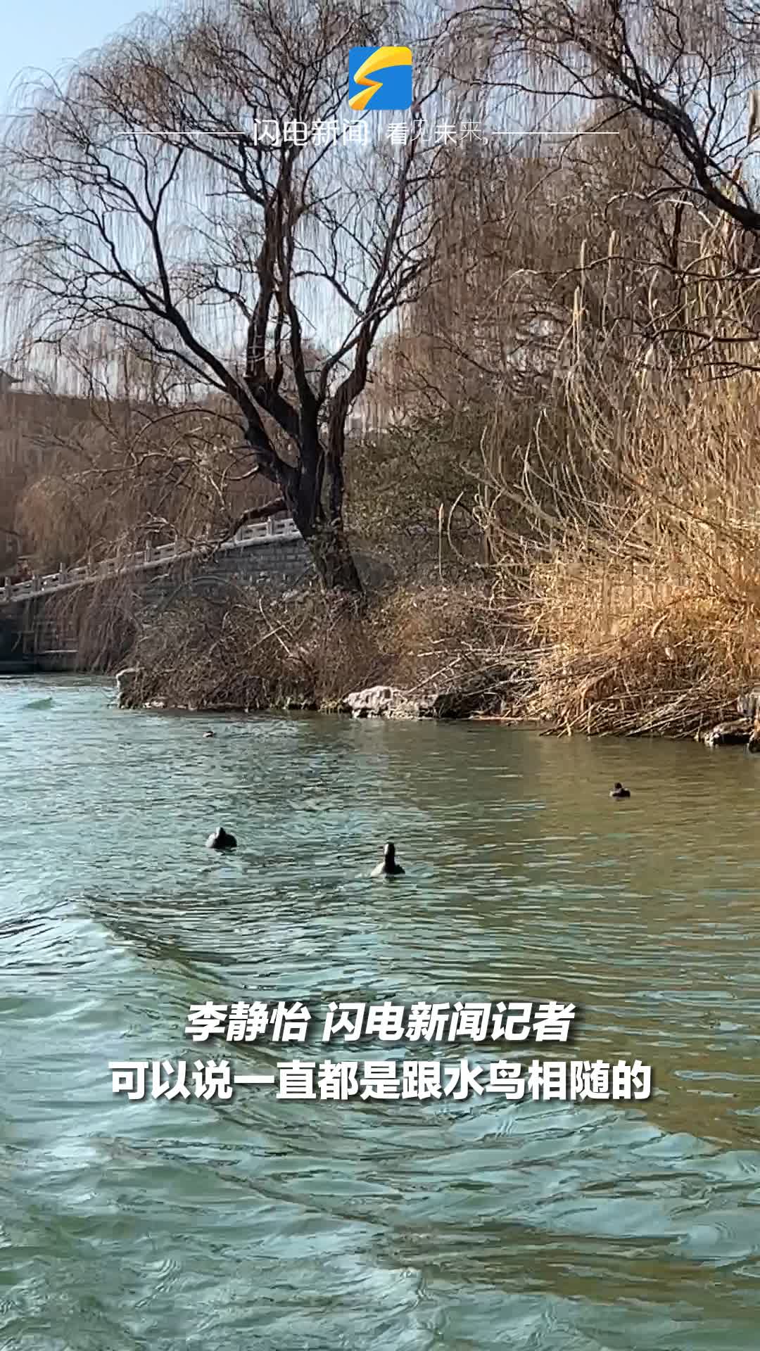 大明湖上乘船观鸟 解锁畅游济南老城“新玩法”