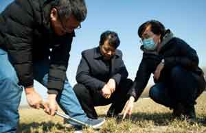 新春走基层丨今年新增小麦2.3万亩，淄博节后开工抓牢“粮袋子”