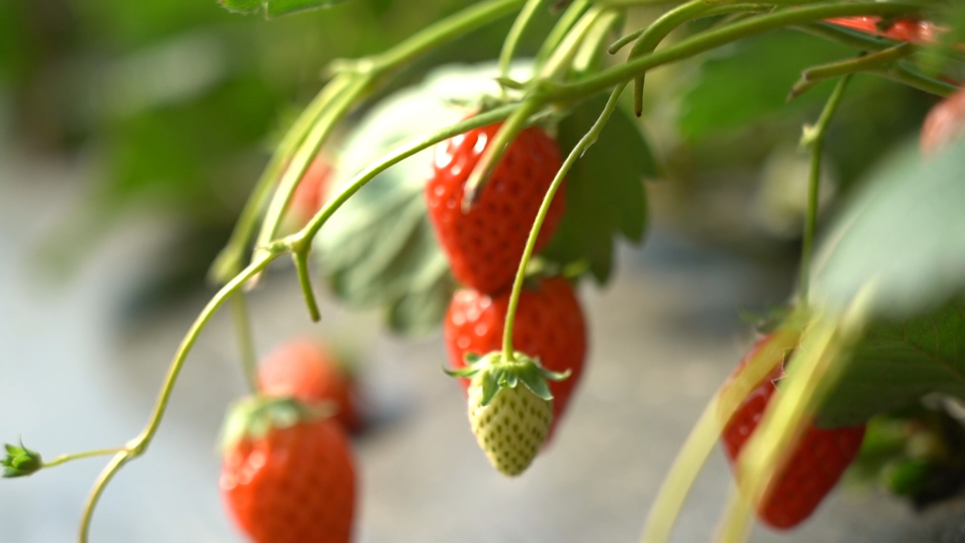 “红玛瑙”缀满大棚，枣庄薛城乡村草莓园迎来采摘季