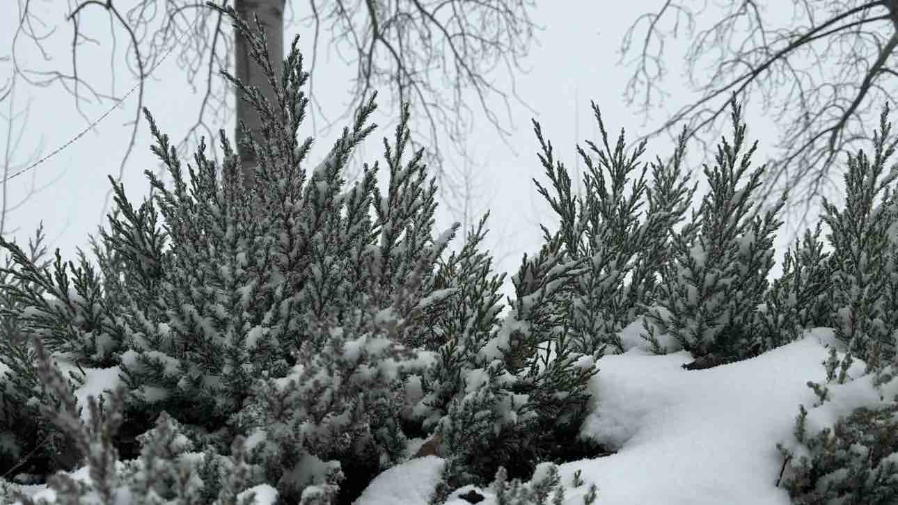 暴雪来袭！聊城莘县飘起鹅毛大雪 已出现厚厚积雪