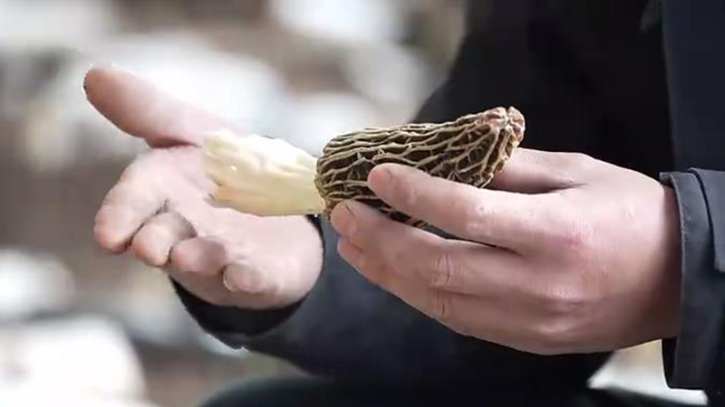 齐河返乡创业青年赵庆慧挑战羊肚菌