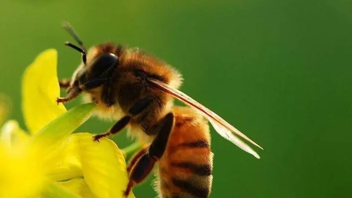 蒙阴：小蜜蜂酿出百花香