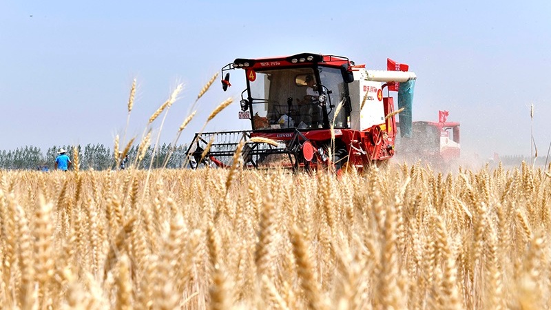 山东6000多万亩小麦开始收获  