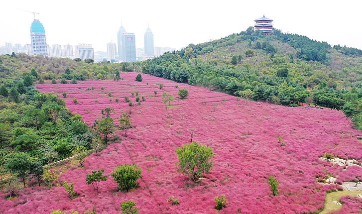 黄橙红绿“层林染” 枣庄龟山赏景正当时