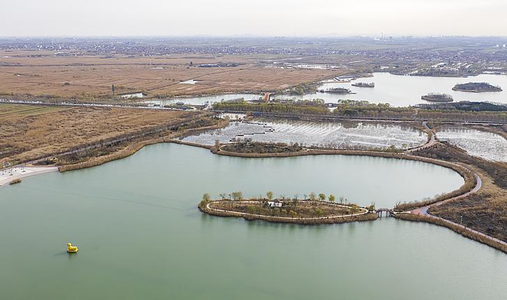 麻大湖湿地公园黑天鹅与水鸟共舞